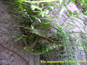 蜈蚣草怎么修剪,蜈蚣草是一种常见的观叶植物，其独特的形态和翠绿的叶片深受人们的喜爱