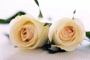 20朵白玫瑰花语,一个男孩送一个女孩20朵白玫瑰代表什么意思