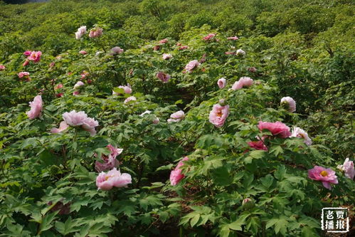 隋唐城遗址植物园停车费用 停车攻略(生态停车场免费吗)