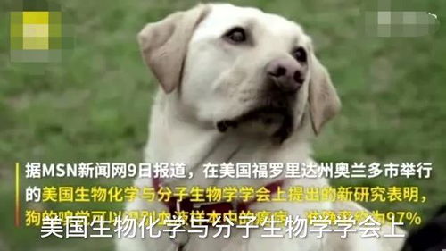 最新医学研究显示 嗅癌犬可以闻出癌症味道,准确率高达97 有的狗狗还能闻出癫痫的味道 来听医生科普 