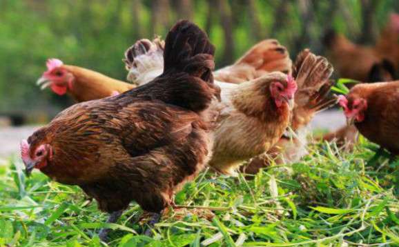 蛋鸡养殖利润 养一千只 5000只 3000只 10000只蛋鸡一年的利润是多少