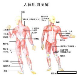 人的身体部位名称图片 图片搜索