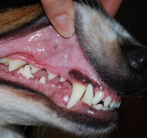 狗狗有牙结石,都是这3个坏习惯引起,狗狗得了牙结石怎么办