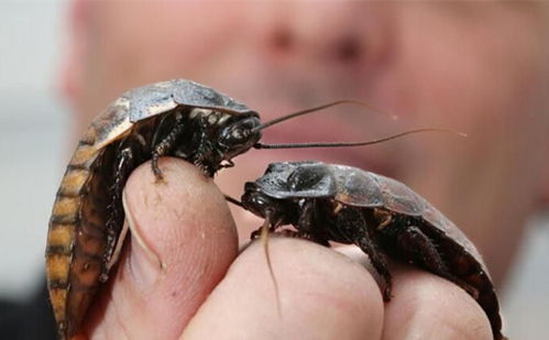 英国男子养3只蟑螂当宠物 常让它们在脸上爬 