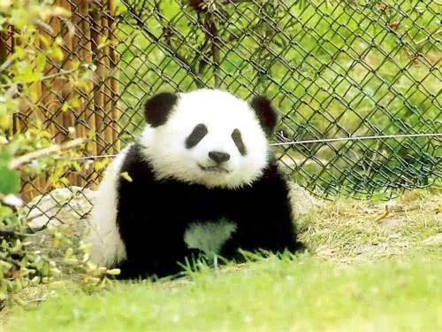 如果大熊猫不濒危可以当宠物吗 专家 它的真名你恐怕没听过