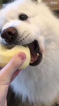 狗狗最贪吃,可是当主人喂它苹果时,狗狗的做法让人感动不已