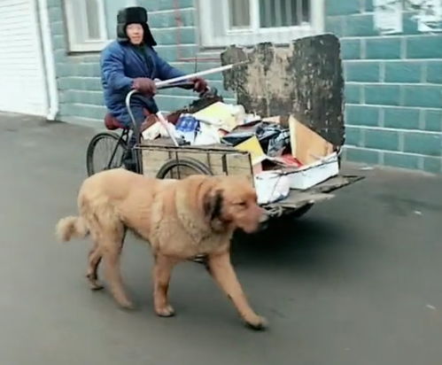 现实版忠犬八公,大黄狗帮年老主人拉车,勒紧的脖子看的人好心疼