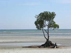 海滩,树,海岸,沙滩,沙,孤独 