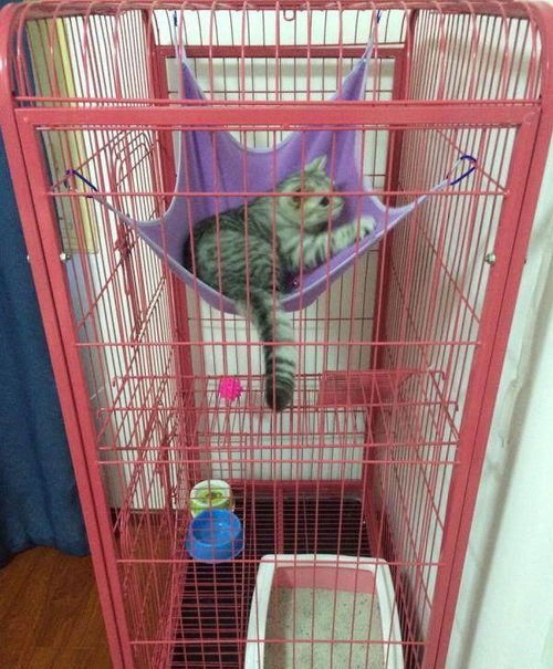 猫咪本是我的猫儿砸,回家养后几天母上大人只承认猫才是她亲孩了