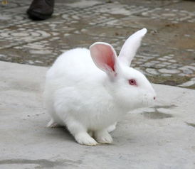 獭兔饲料中的添加剂能起到的作用