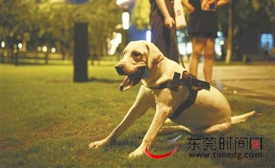 东莞市养犬管理条例或在年内出台 