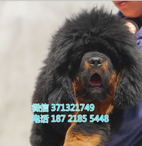 广州藏獒犬纯种幼犬,大型犬巨型犬藏獒狗狗 狮头