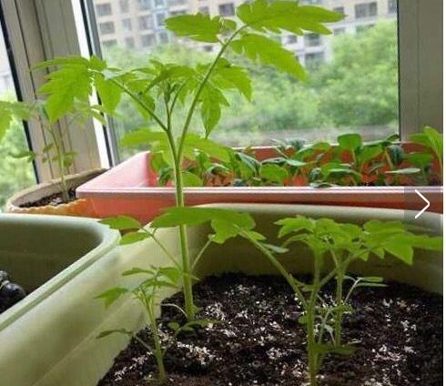 郁金香豆豆种了很久没发芽是怎么回事应该怎么种？