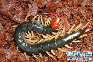 巨型蜈蚣 加大版的五毒之首到底有多么可怕你知道吗 