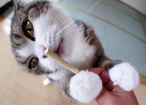 小猫需要磨牙么 急啊 