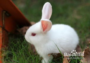 科学认识蔬菜对兔子的作用 