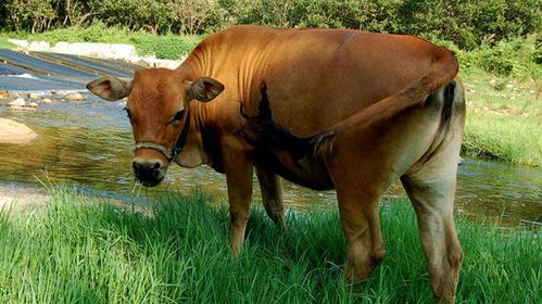 1997年出生的属牛人是 火牛 还是 水牛 一生运势如何 很准