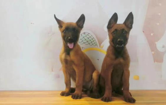 北京犬舍出售纯种马犬 宠物狗市场在哪买狗卖狗