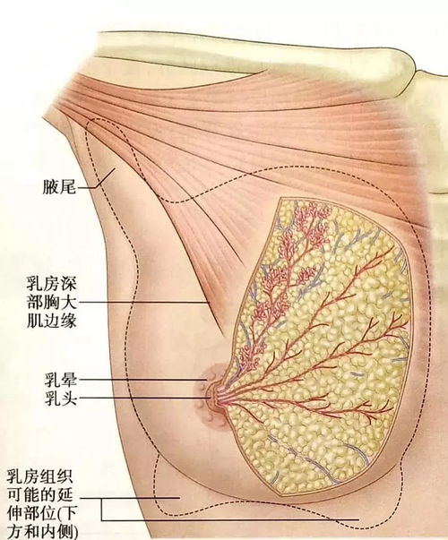 智慧线平直好还是下垂好