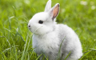 男生说想吸你小兔子,兔年说兔，你真的了解兔子吗？