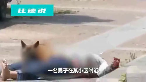 江苏男子被恶犬咬死 网友热议,街道办回应 系醉酒男子逗狗被咬 