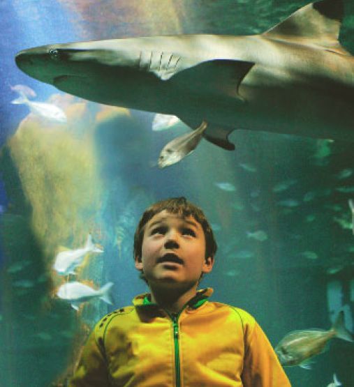好看的鲨鱼电影,海洋霸主:鲨鱼之歌