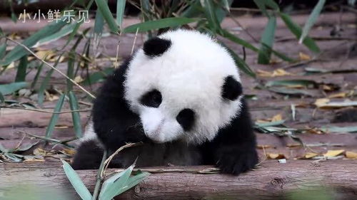 小熊猫终于能吃竹子啦,真能干,牙齿都还没长齐,很是可爱 