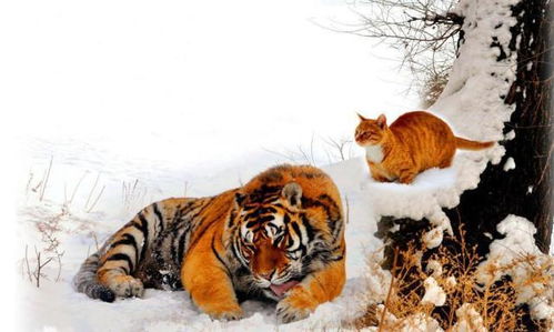 老虎也是猫科动物,那么猫遇到老虎会被当作食物吃掉吗 专家回答让人头皮发麻