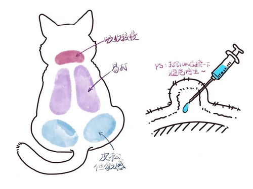 猫441是什么药-第1张图片