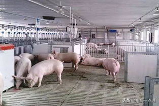 专家建议养殖场不要压栏，到底是因为养殖户压栏还是真的缺猪