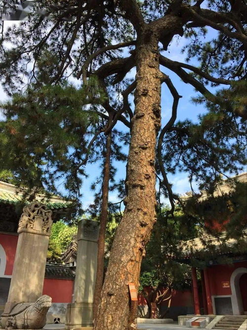 戒台寺 奇松古树名满京城