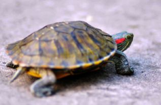 乌龟能活多久 