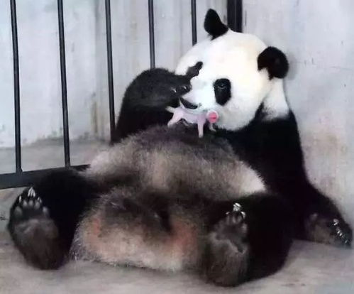 熊猫的交配多采用