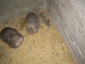 卖竹鼠 提供竹鼠养殖技术 贵州竹鼠种苗 优质竹鼠种苗出售