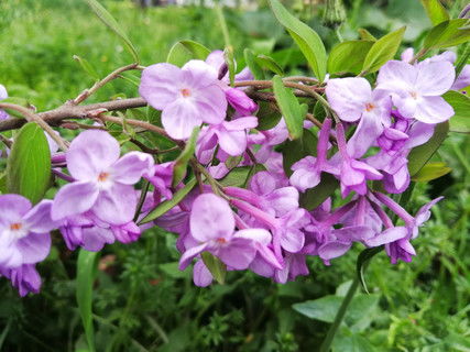 丁香花高清摄影图片下载 丁香花正版摄影图 千图网摄影图库 