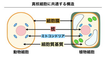 真核生物 信息图文欣赏 信息村 K0w0m Com