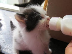 早产小猫营养不良,早产的小猫怎么喂 