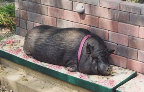 猪的寿命最长多少年,猪的寿命是多少年 猪的体重能长多重