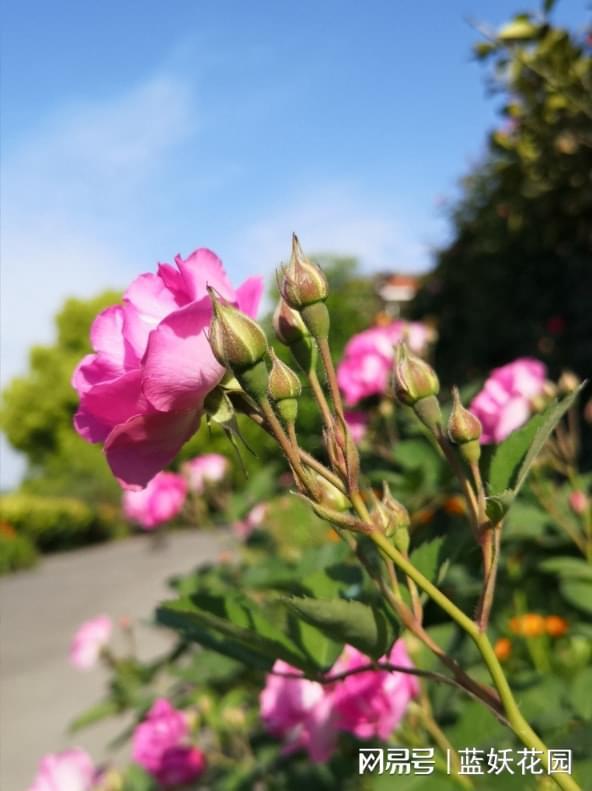 樱花重查种植常见问题及解决方法