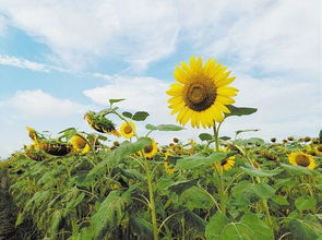 花儿随风摇摆迷人句(拟人句花儿随风摇摆怎么变成拟人句)