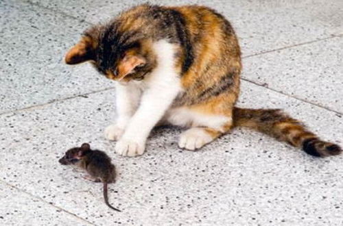 猫抓到老鼠,却不会去吃,你想知道的原因都在这里