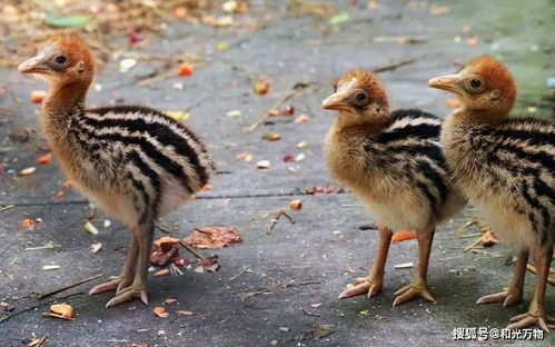 杀人鸟 是人类最早驯养的家禽 新研究 万年前或被人类驯养