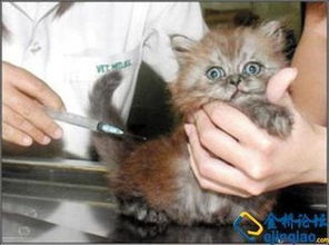 猫咪需要打疫苗吗 猫咪打疫苗要注意什么 