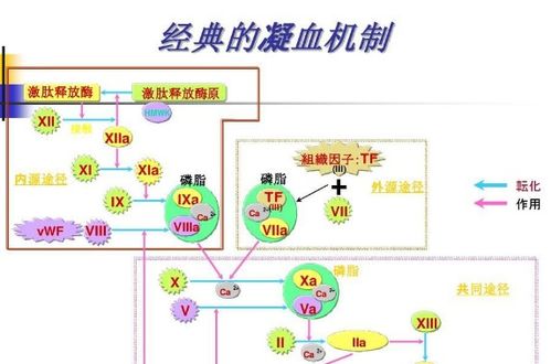 纤维蛋白原偏高是怎么回事