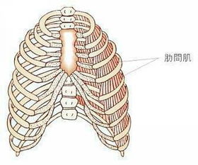 横隔膜在哪