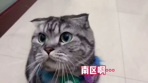 猫 伤心快递员,当急性子遇到慢性子,看一次笑一次 新年搞笑视频 