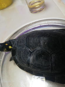 黄头侧颈龟的龟壳上面起了个包,包,按下去是软的,怎么治疗 