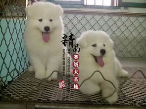 哈尔滨纯种萨摩耶幼犬多少钱一只