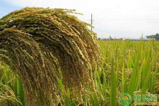 农业冷知识 旱地种水稻,你知道怎么施肥吗