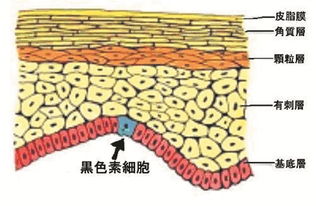 怎么判断自己黄白几度,皮肤色调是由人体